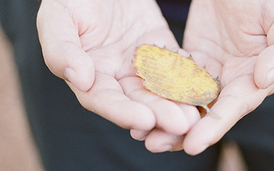 Händer med gulnat löv